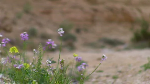Flowers in the desert. Vídeos de archivo 663199