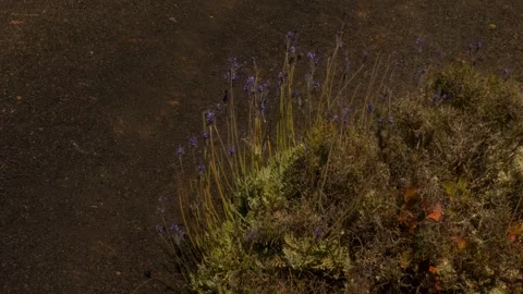 FLOWERS IN THE DESERT Stock Footage 306621931