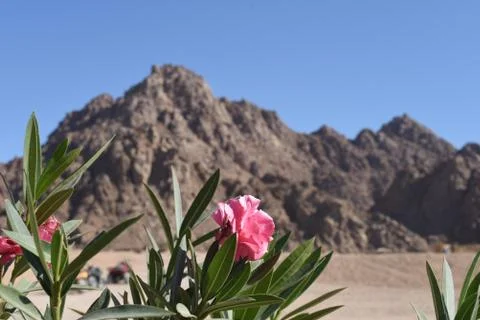 Flowers in the desert Stock Photos