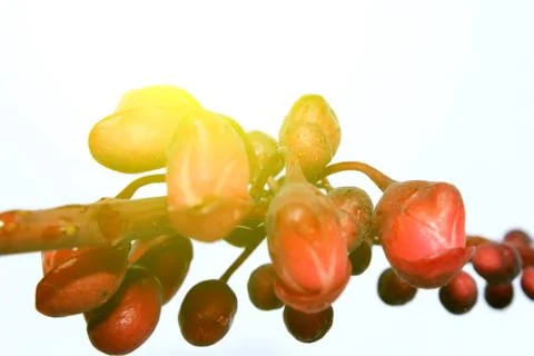 Flowers Design Stock Photos