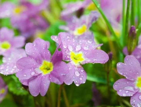 Flowers dew background Stock Photos
