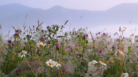 Flowers with Dew Drops. Video stock 67368296