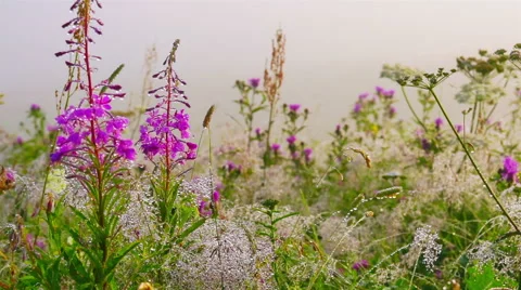 Flowers with Dew Drops. Stock Footage 68158433