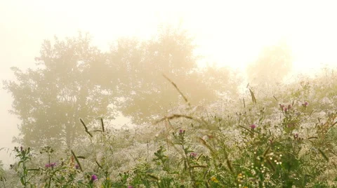 Flowers with Dew Drops. Видео 68415458