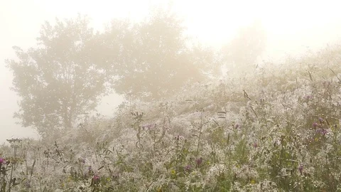 Flowers with Dew Drops. Stock Footage 71967785