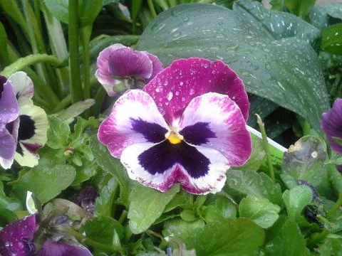 Flowers with dew Stock Photos