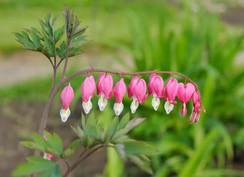 Flowers Dicentra Stock Photos