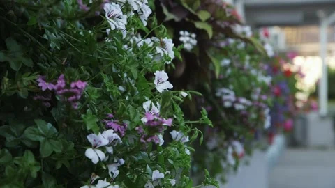 Flowers of Different Colors in Boxes at the building Video stock 261587945