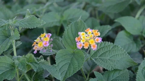 Flowers of different colors Stock Footage 40297348