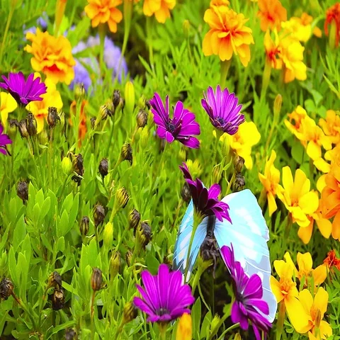 Flowers of different colors Video stock 69515518