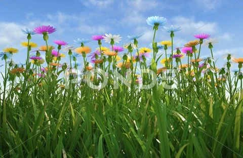 Flowers of different colors, in a grass field. Stock Illustration