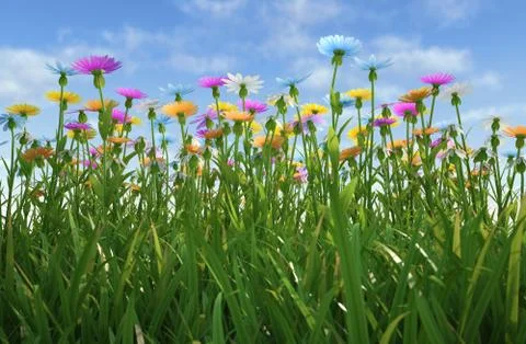 Flowers of different colors, in a grass field. Stock Illustration