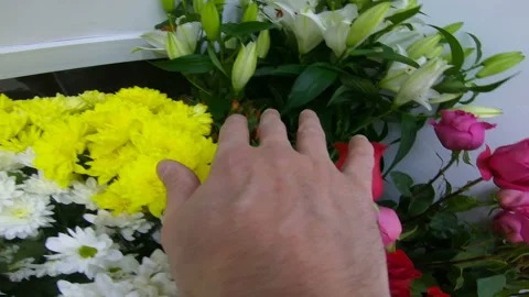 Flowers. Different varieties of flowers. Touching the flowers. To iron. Stock Footage 87015050