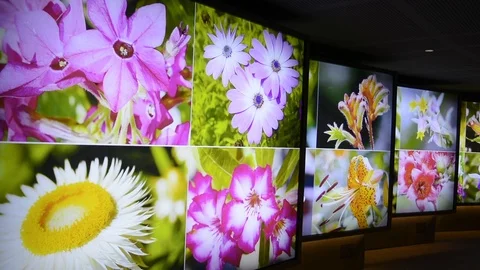 FLOWERS ON DIGITAL DISPLAY Video stock 106374691