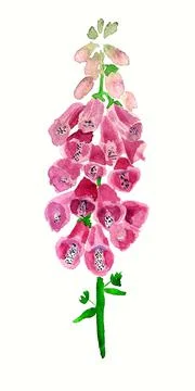 Flowers of digitale Stock Illustration
