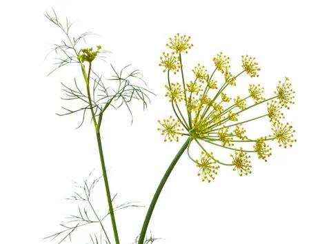 Flowers of dill Stock Photos