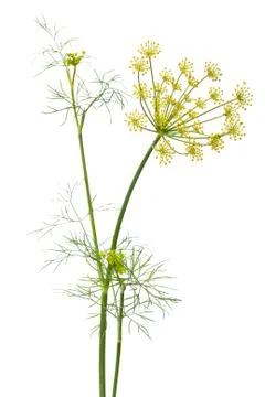 Flowers of dill on white background Stock Photos