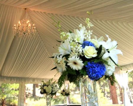 Flowers on display inside tent 스톡 사진