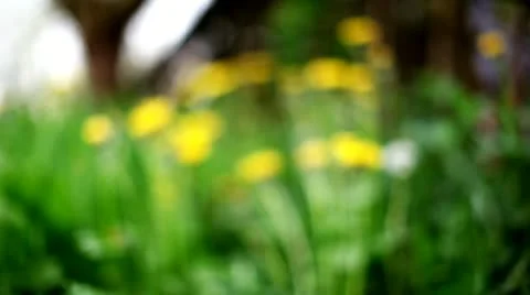 Flowers dolly #1 Video stock 10912760
