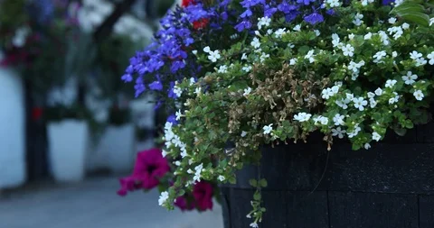 Flowers dolly Stock-Footage 101352820