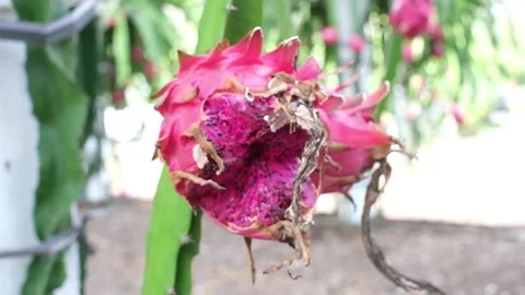 The flowers of the dragon fruit tree Vídeos de archivo 138812067