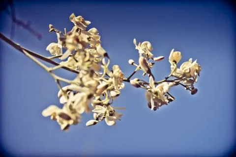 Flowers of drumsticks Stock Photos
