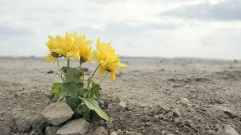 Flowers in a dry field Video stock 107382914