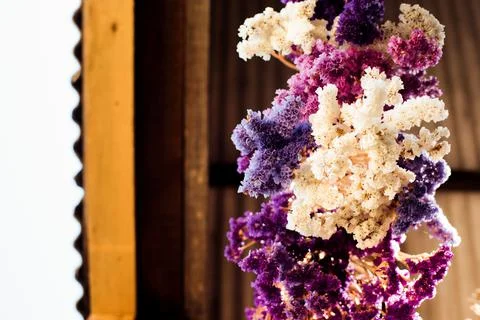 Flowers drying upside down in a barn Stock Photos