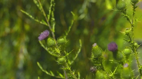Flowers at a Duck Pond - Close Up Stock Footage 40973950