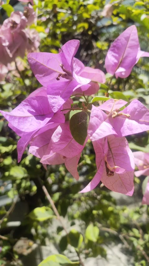 Flowers during the day Video stock 212836272