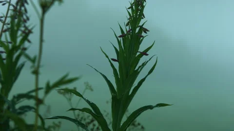 Flowers at dusk 2 Stock Footage 49155811