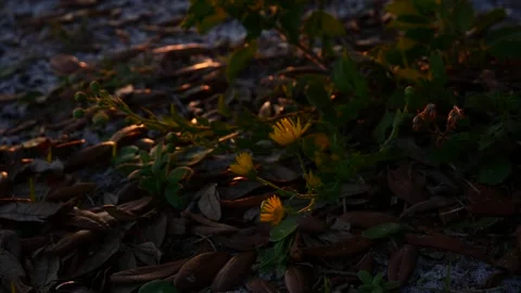 Flowers at Dusk Stock Footage 237963179