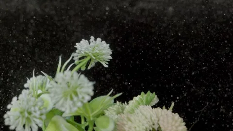 Flowers in a dust storm 스톡 동영상 331036188