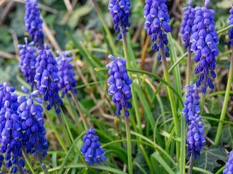 Flowers in early spring Stock Photos