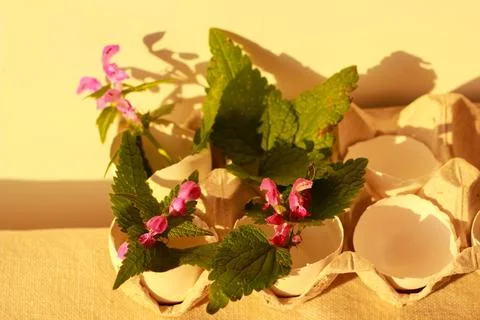 Flowers in easter eggshell Photos