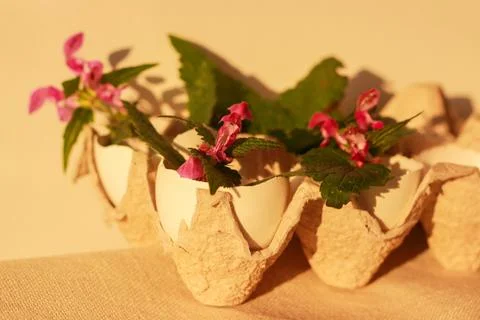 Flowers in easter eggshell 写真素材