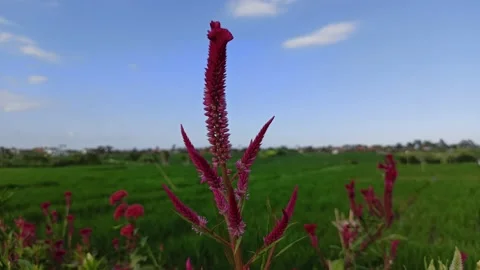 Flowers on the edge of the rice fields Stock Footage 153988497