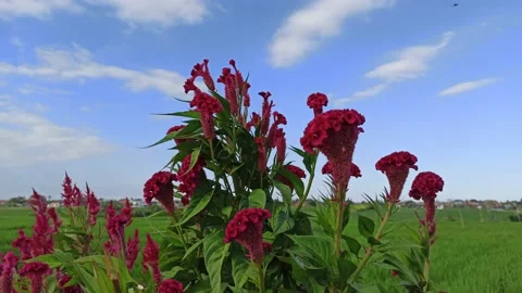 Flowers on the edge of the rice fields Stock Footage 153988501