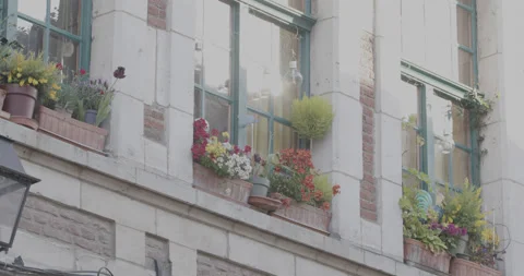 Flowers at the edge of a window Stock Footage 153901402