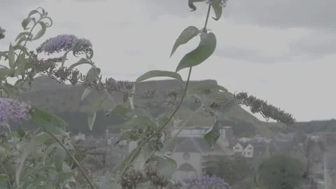 Flowers Edinburgh Stock-Footage 220567348