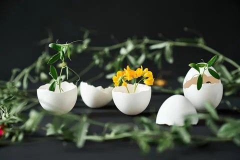 Flowers in eggshell on black background. Stock Photos