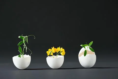 Flowers in eggshell on black background. Stock Photos