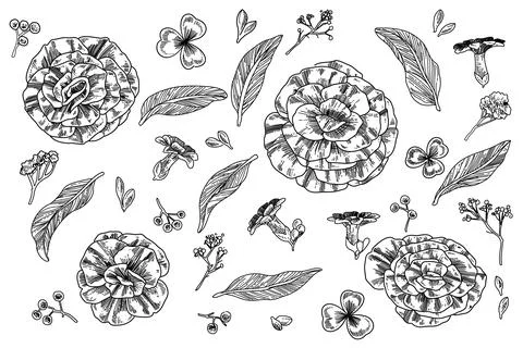 Flowers element Stock Illustration