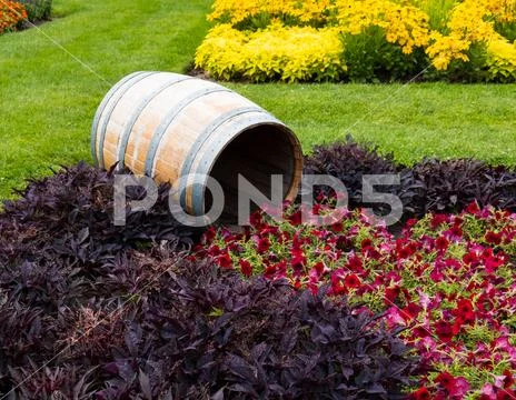 Flowers emerging from barrel arranged garden Stock Photos