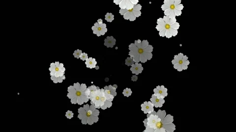 Flowers Emitter Particles Random, Flowers Particles Stock Footage 144200488