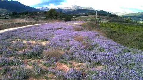 Flowers at the end of winter in the Mediterranean Stock Footage 149648169