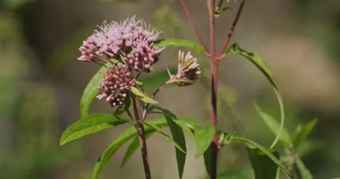 Flowers of the Eupatorium Cannabinum in slow motion Stock Footage 314789084