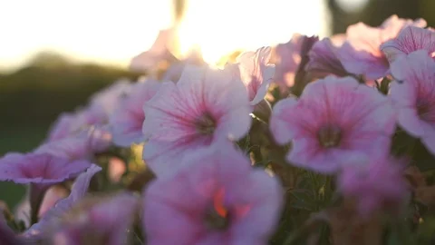 Flowers in the evening at sunset in the sun Stock Footage 117538736