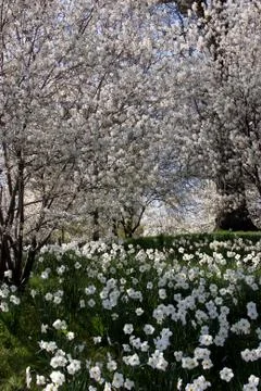 Flowers Everywhere Photos
