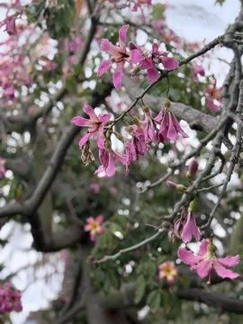 Flowers on exotic tree postcard background Stock Photos